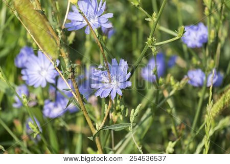 Flowers Of Common Chicory. Blue Daisy Flowers On A Meadow (cichorium Intybus)