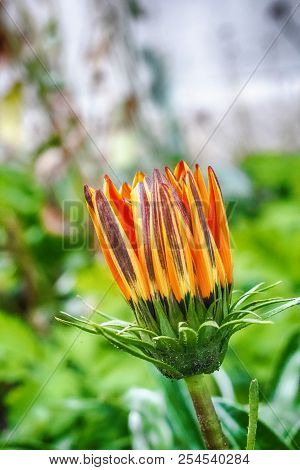 Macro Photo Of A Red Yellow Flower Closed With Petals Up Close-up On A Green Background