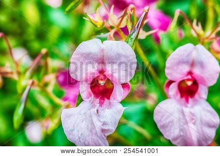 Macro Photo Of A Pink Aconite Flower Close-up With Streaks And Small Details