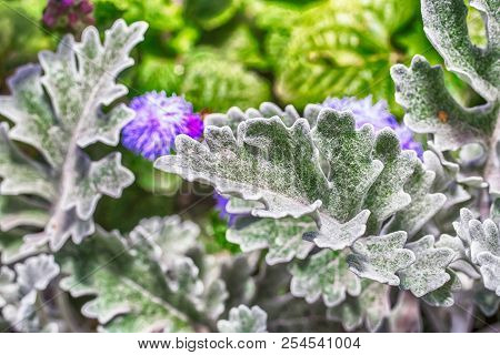 Macro Photo Of The Leaves Of A Plant Of Silvery Close-up With Villi And Glitter