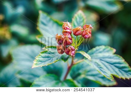 Macro Photo Of Ripe Seeds Of Bush On A Background Of Green Leaves Close-up