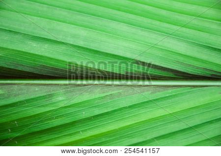 Fresh Green Curcuma Zanthorrhiza Leaves In Nature Garden