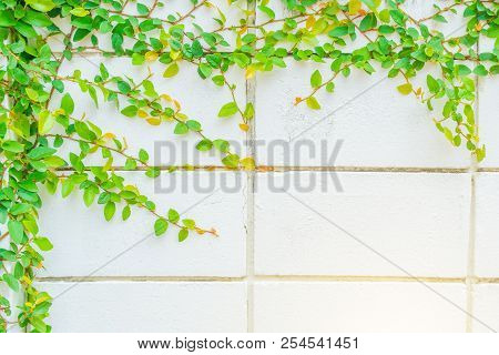 Green Creeper Plant On Concrete Wall Black, Space Of Wall With Ivy On The Side, Design Space For The