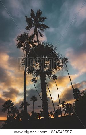Silhouettes Of Palm Trees At Sunset With Colorful Cloudscape At Sunset , Heisler Park, Laguna Beach,