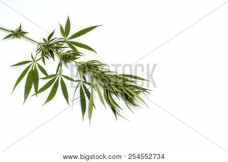Green Branch Cannabis With  Five Fingers Leaves , Marijuana Isolated On White Background, Legalizati