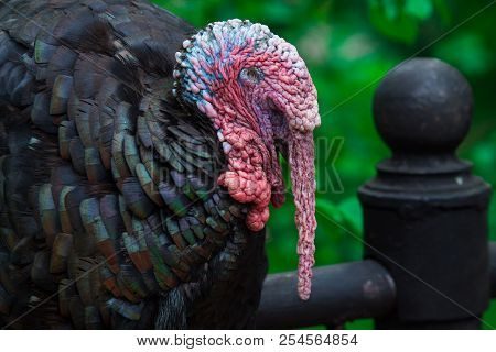 Close Up Of A Domestic Tom Turkey, Meleagris Gallopavo On A Green Background