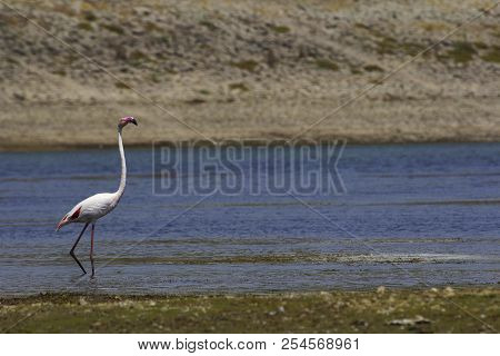 The Greater Flamingo, Phoenicopterus Roseus, Jawai Bundh Dam, Rajasthan, India
