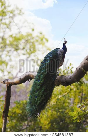 The Indian Peafowl, Pavo Cristatus, Ranthambhore Tiger Reserve, Rajasthan, India