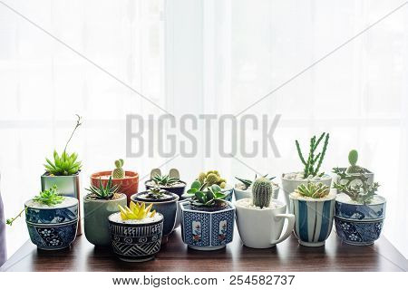 Cactus In A Beautifully Decorated Pot On Table.