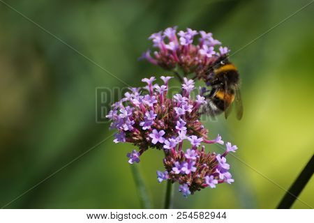 Purple Flowers And Bumblebee. Front View, Outdoor, Of Day And Without Character.