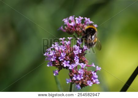 Purple flowers and bumblebee. Front view, outdoor, of day and without character.