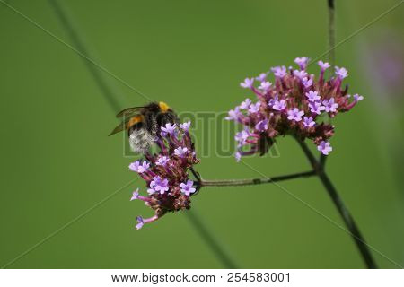 Purple Flowers And Bumblebee. Front View, Outdoor, Of Day And Without Character.