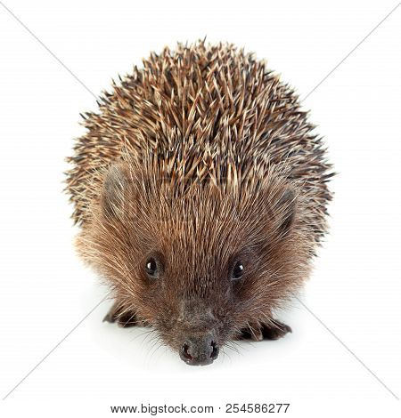Hedgehog Aniamal Closeup Isolated On White Background