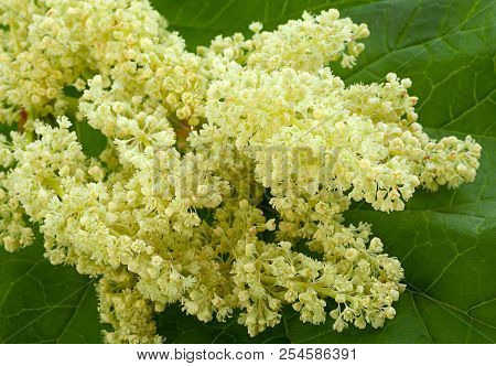 Blossom Pieplant With Big Leaf Closeup Detail Background