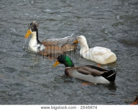 wir drei Enten