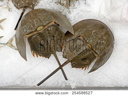 Closeup Shell Of Horseshoe Crab On Ice