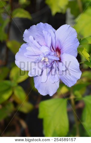Rose Of Sharon Blue Chiffon