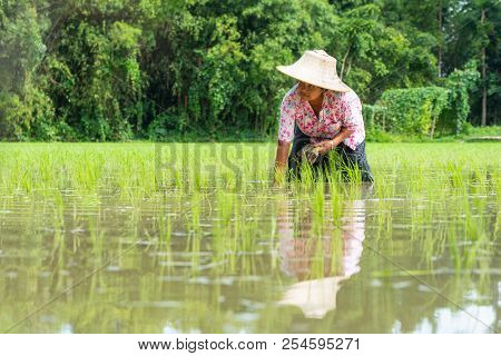 Nakhon Nayok, Thailand - July 15, 2018: Senior Woman Farmer Growing Rice In The Field In Nakhon Nayo
