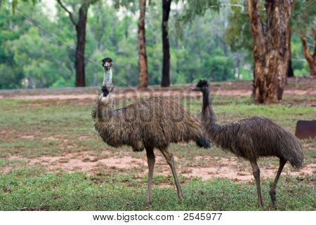 Two Emus