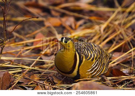 Painted Sandgrouse, Pterocles Indicus, Panna Tiger Reserve, Madhya Pradesh, India