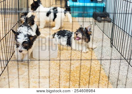 Group Puppy Purebred Biewer Yorkshire Terrier Pet In Cage Careful Cultivation Pets Maintenance Healt