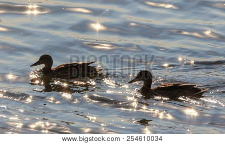 Mallard  (anas Platyrhynchos) Couple Against Calmy Shiny Water In Summer, Podlasie Region, Poland, E