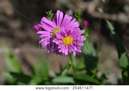 New York Aster Orlando