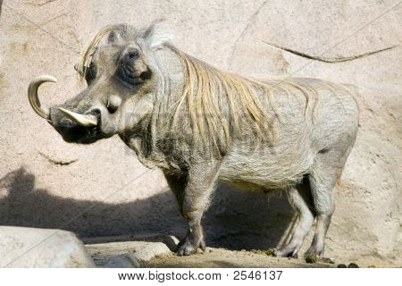 Warthog