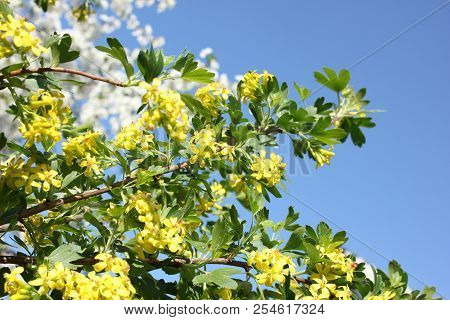Josta In Bloom. Yellow Flower On Sky Blue Background
