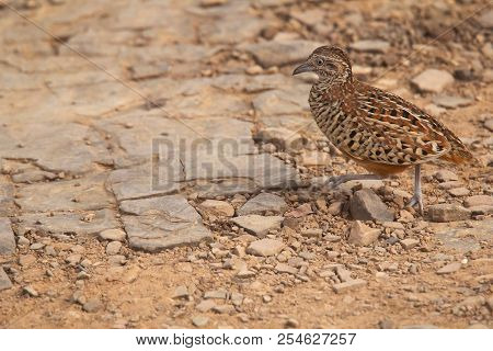 Barred Buttonquail, Turnix Suscitator, Ranthambhore Tiger Reserve, Rajasthan, India