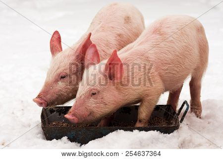 Two Little Young Pigs Are Eating On The Snow At Winter.