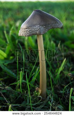 Close-up Of A Fresh Silver Mushroom In A Green Meadow