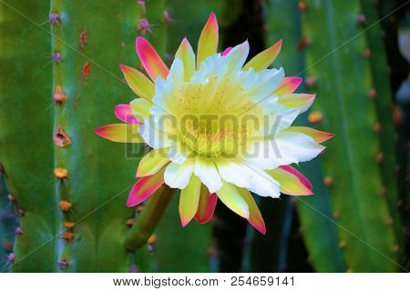 Organ Pipe Cactus Plant Flower Blossom During Spring Taken In The Sonoran Desert