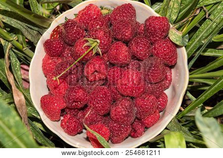 Organic Raspberries In A Bowl . Raspberry Fruit