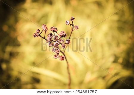 A Hot, Hot Summer Day. A Dry Field With A Blade Of Grass.