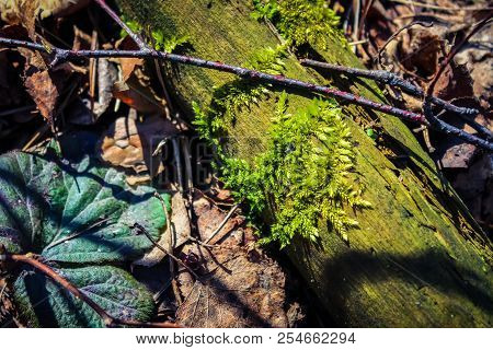 Autumn Forest. A Tree Overgrown With Moss.