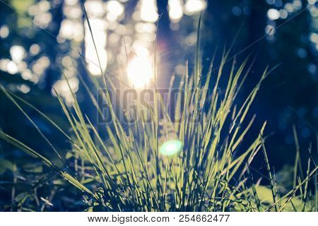 Spring Young Grass In The Morning Sun.
