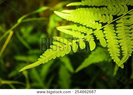 Fern In The Rays Of The Evening Sun In The Forest. Wildlife And Vegetation In The Forest.