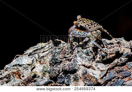 A Close Up Of A Small Crab On The Bark Of A Dead Tree By A Swamp In Florida