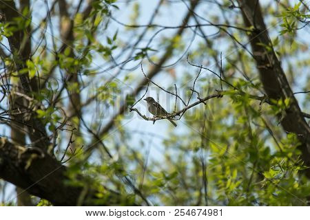 Emberiza Is A Genus Of Passerine Birds Of The Bunting Family Emberizidae. The Type Species Was Subse