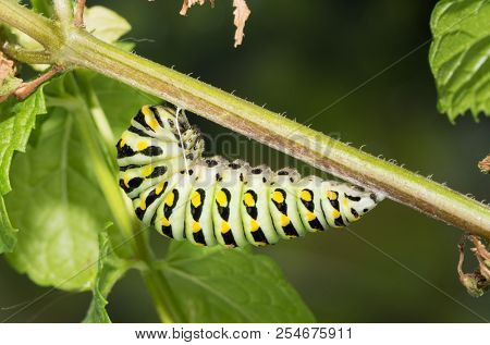 Last instar of Black Swallowtail butterfly caterpillar getting ready to pupate, hanging on a mint stem