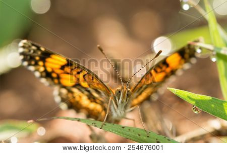 Front view of a tiny Gorgone Checkerspot butterfly resting on a blade of grass with dew drops around him