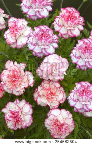 Carnation Flower Latin Name Dianthus Caryophyllus Komanchi
