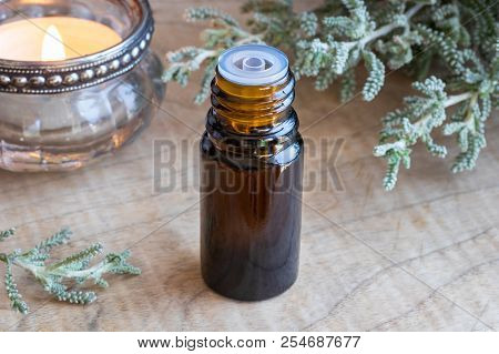A Bottle Of Essential Oil With Fresh Santolina Chamaecyparissus Plant