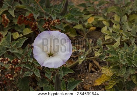 Lovely White Lavender Tipped Datura Bloom Sorrouned By Green Foilage