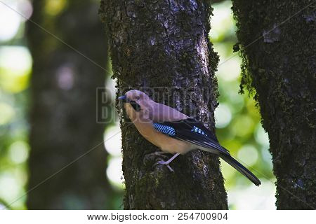 Eurasian Jay, Garrulus Glandarius. Sattal, Uttarakhand, India