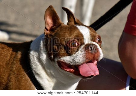 A Pug Dog With Lolling Tongue Appears To Have Bloodshot Eyes