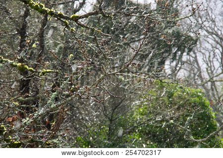 Rain Streaks Through The Branches Of Garry Oak Trees On A Blustery February Morning. Victoria, Briti