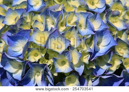 Hydrangea Flowers,close-up Of Beautiful Blue With Yellow Flowers Blooming In The Garden In Summer,la