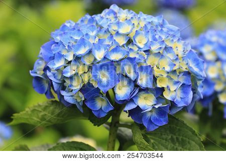 Hydrangea Flowers,close-up Of Beautiful Blue With Yellow Flowers Blooming In The Garden In Summer,la